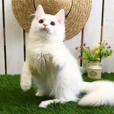アイコン