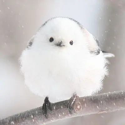 アイコン